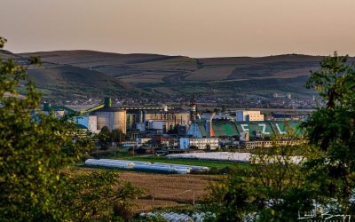 Afacerile ZAHĂR Luduș, singura fabrică românească, în 2023: Ce profit a avut?