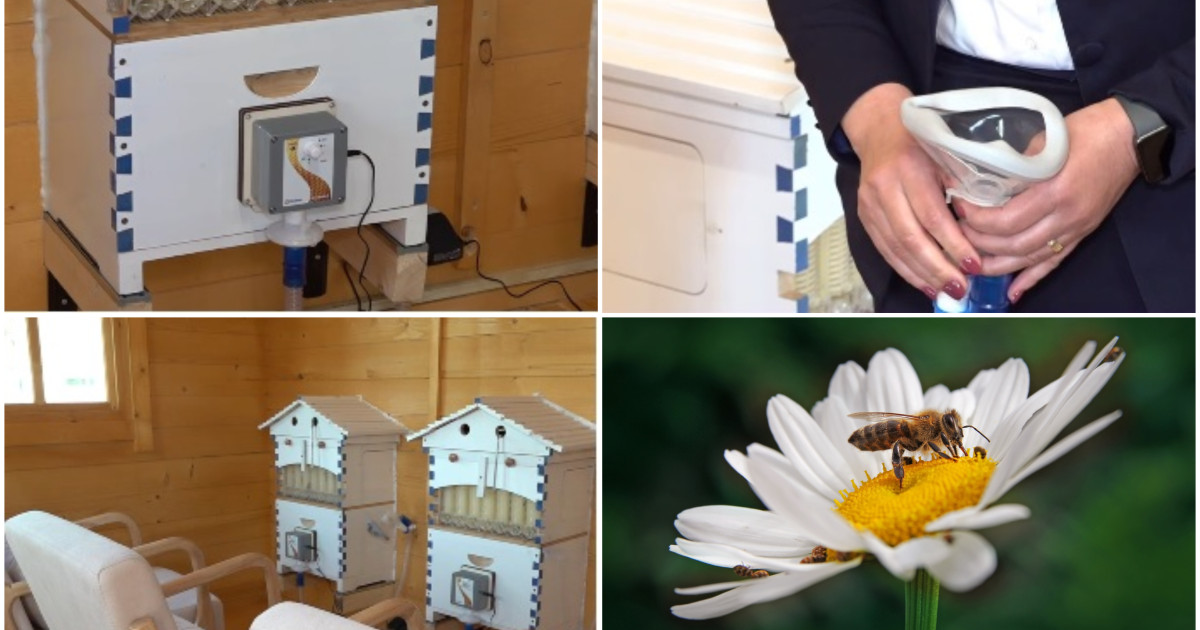 Apiterapie, secretul stupilor: În ce județe din România te vindeci prin aer