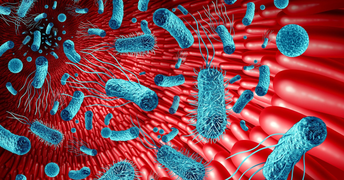 Intestinul, „al doilea creier”: Cum influențează microbiomul memoria și sănătatea