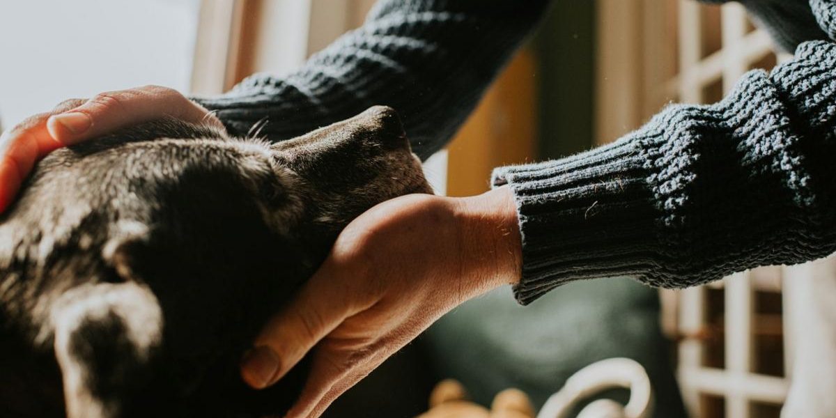 a-cheltuit-40-000-de-dolari-pentru-a-si-ingheta-cainele-bolnav-de-cancer-si-a-l-reinvia-ulterior-105.webp - NewsFactor