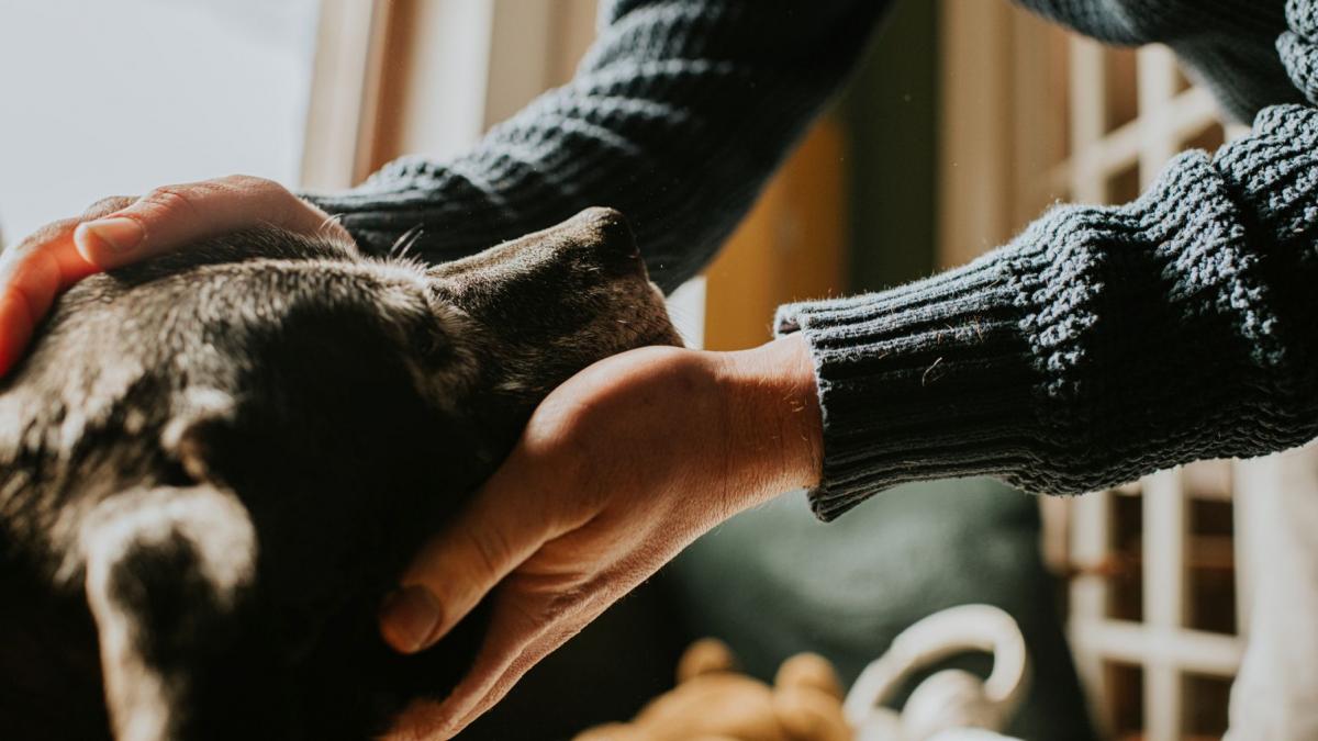 Un australian a cheltuit 40.000 de dolari pentru a criogena câinele bolnav de cancer MELBOURNE – Un bărbat din Australia a parcurs 16.000 de kilometri și a investit o sumă considerabilă pentru a-și criogena câinele bolnav de cancer