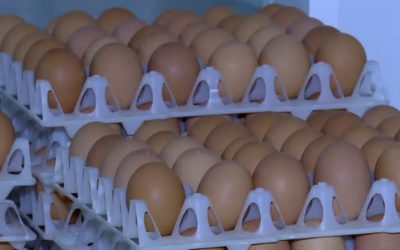 Alertă de Sărbători: 1,5 milioane de ouă cu Salmonella, RETRASE de la vânzare