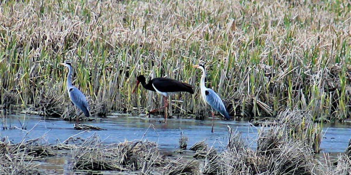 aGFzaD03NDkwOTIxOGNmNzEzOWEzOTU2YWVlNjg1YmVmNDk1Zg.thumb_.jpg - NewsFactor