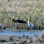 aGFzaD03NDkwOTIxOGNmNzEzOWEzOTU2YWVlNjg1YmVmNDk1Zg.thumb_.jpg - NewsFactor