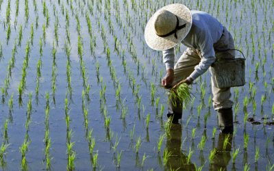 Războiul din Iran lovește: Lipsă combustibil amenință recolta de orez din Asia