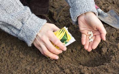 România, o țară unică: Poate produce mâncare integral, din resurse proprii