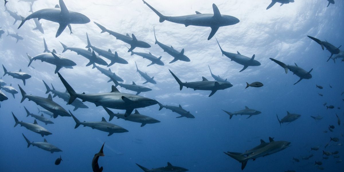 aGFzaD1kZWZhMGMwYmQ4NzNiYTk0ZGVkOWU3MzgyNDYzYzNlZQ.thumb_.jpg - NewsFactor