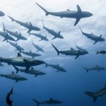 aGFzaD1kZWZhMGMwYmQ4NzNiYTk0ZGVkOWU3MzgyNDYzYzNlZQ.thumb_.jpg - NewsFactor