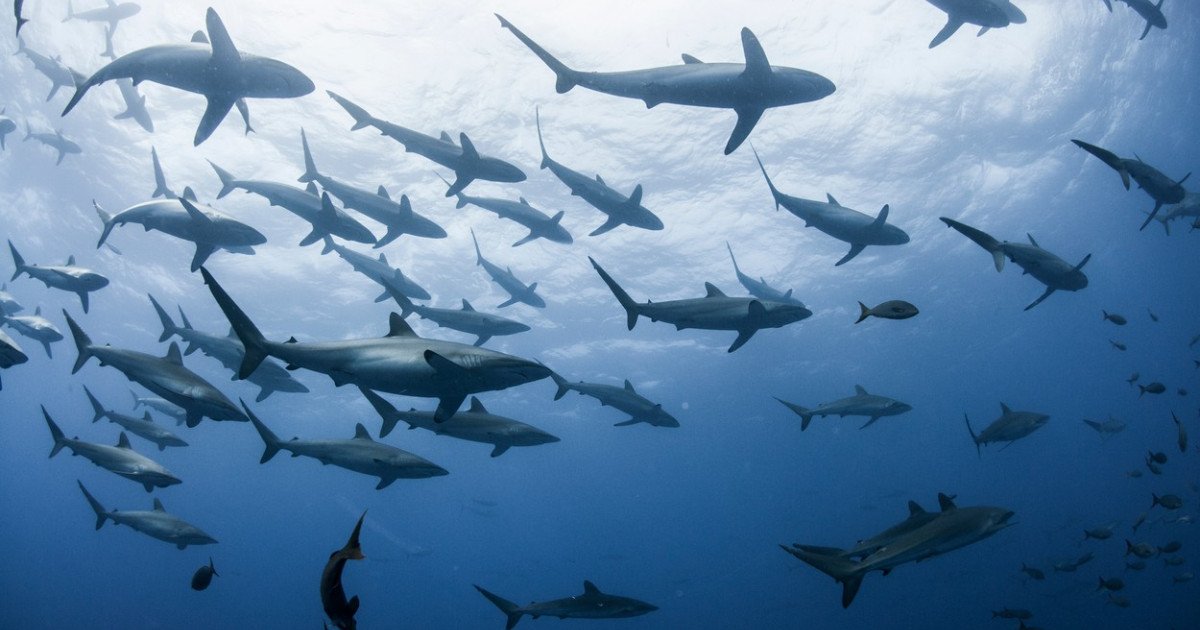 Rechinii din Bahamas, testați pozitiv la cocaină și cafeină: poluarea marinei, o problemă majoră O veste care trage un semnal de alarmă: rechinii din Bahamas au fost depistați cu urme de cocaină, cafeină și analgezice în organism