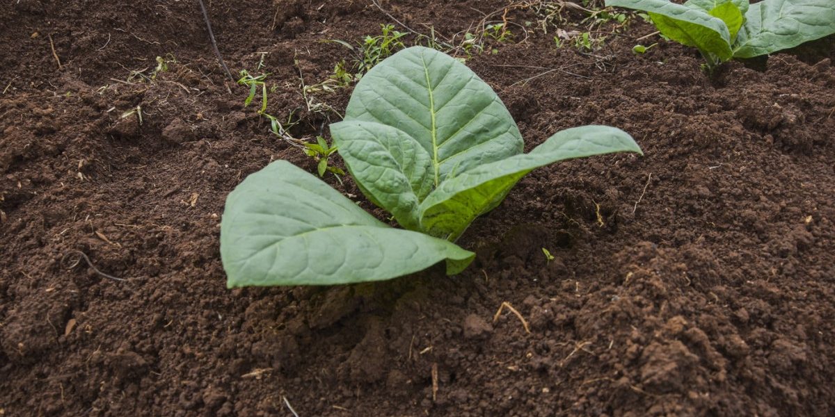 aGFzaD1lYTUwNzMxYzY1MTlmMjc5MGRiYTRmMjRiZTBiMjgxZA.thumb_.jpg - NewsFactor