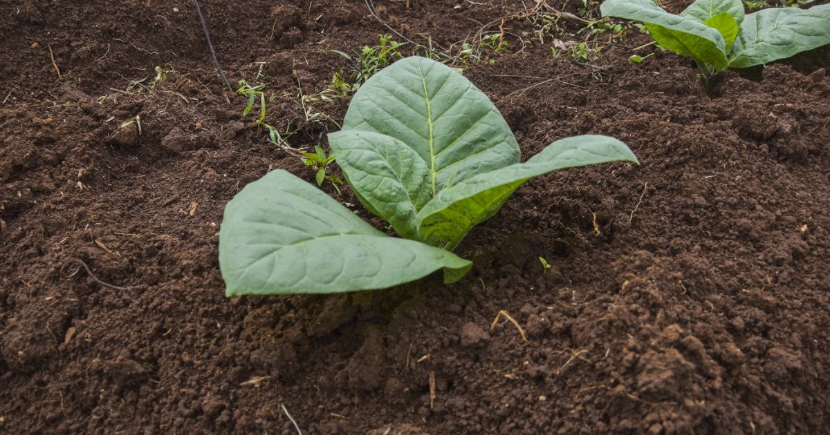 Tutun psihedelic: Cercetătorii au creat o plantă cu cinci substanțe halucinogene, dar scopul e…