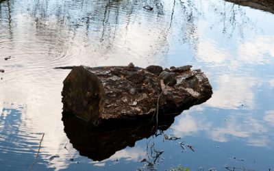 Lemnele purtate de apă: Cum aprindeau focul strămoșii acum 780.000 de ani