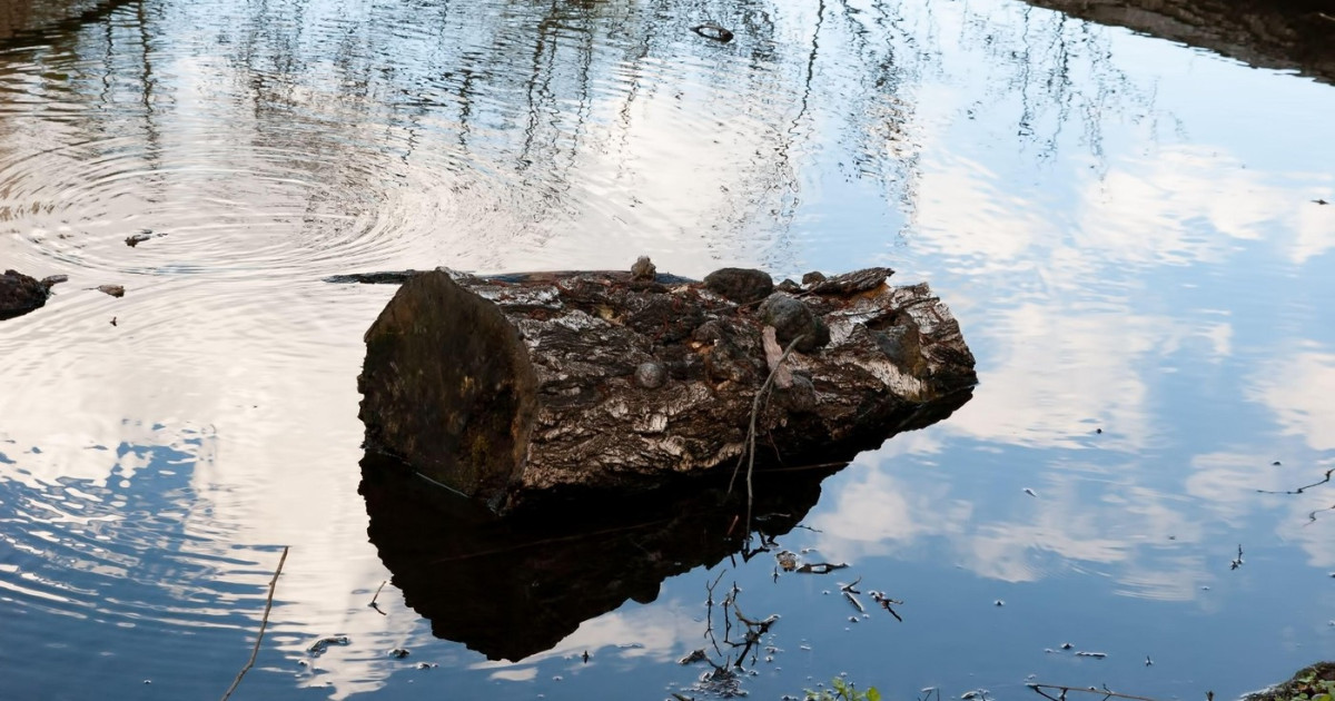 Lemnele purtate de apă: Cum aprindeau focul strămoșii acum 780.000 de ani