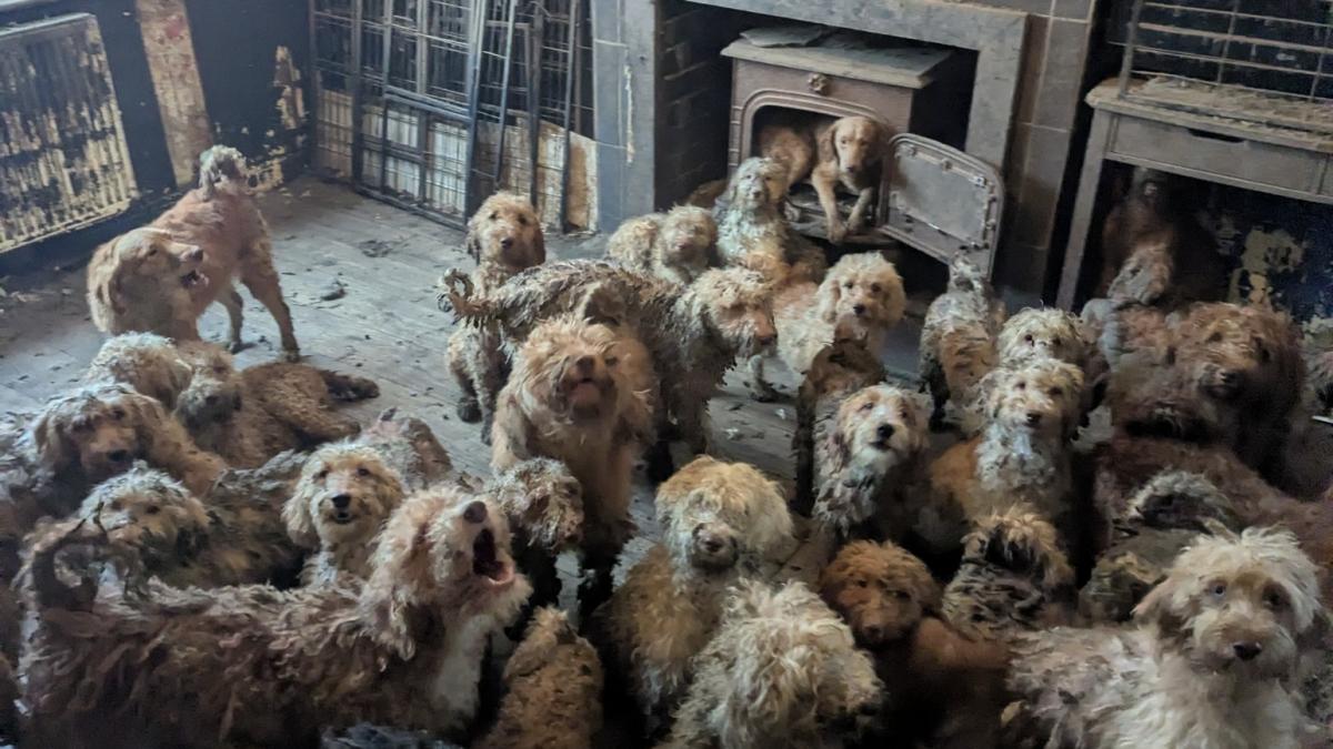 Peste 250 de câini au fost salvați de pe o proprietate din Marea Britanie, după ce autoritățile au descoperit animalele în condiții precare