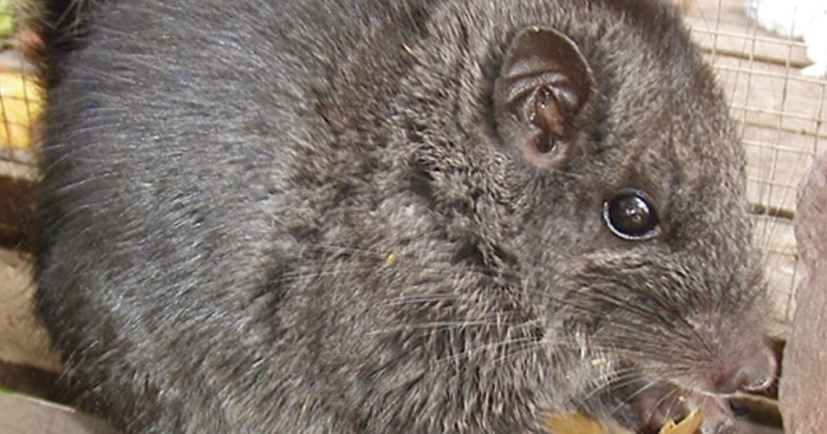 Rozătoare date dispărute, găsite-n junglă: O nouă descoperire uimește lumea