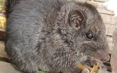 Rozătoare date dispărute, găsite-n junglă: O nouă descoperire uimește lumea