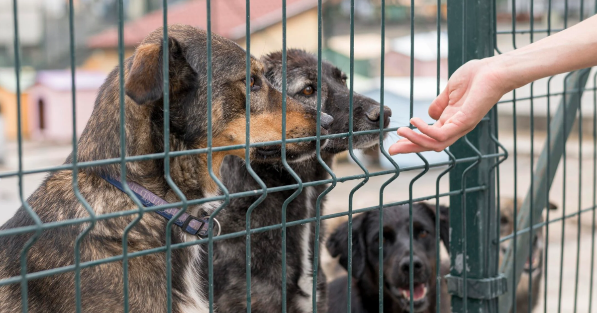 Adopții de animale, luna aceasta, la Circul Metropolitan București