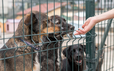 Adopții de animale, luna aceasta, la Circul Metropolitan București