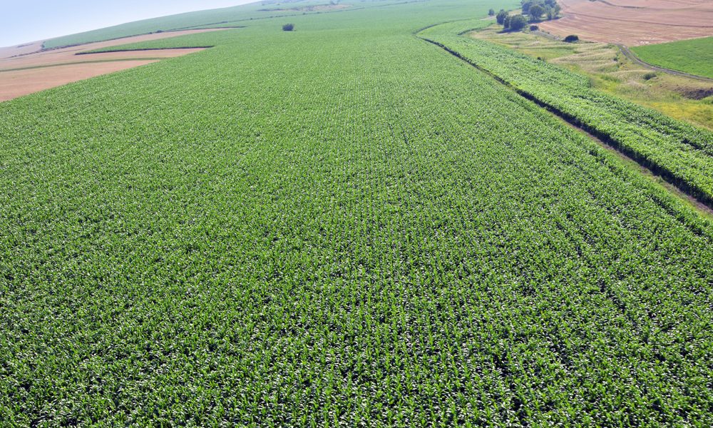 agricultura-2.jpg - NewsFactor