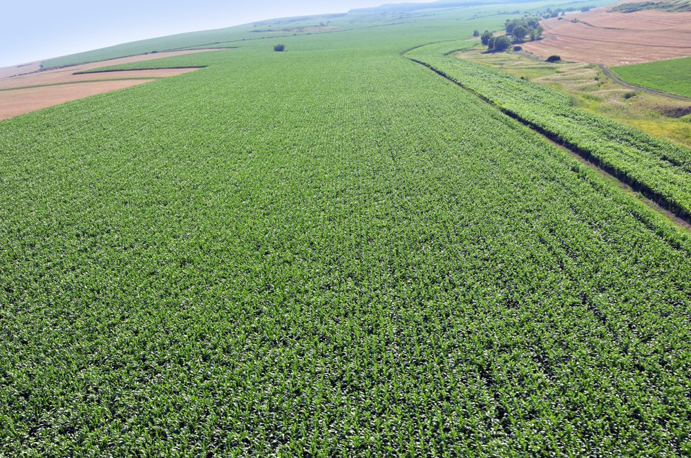 Agricultura dă tonul: Fermierii au cultivat cu 30% mai mult