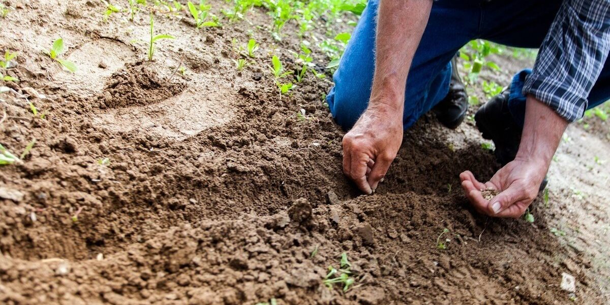 agricultura-fermier-teren-agricol-recolta-foto-pexels-binyamin-mellish-e1669273801286.jpg - NewsFactor