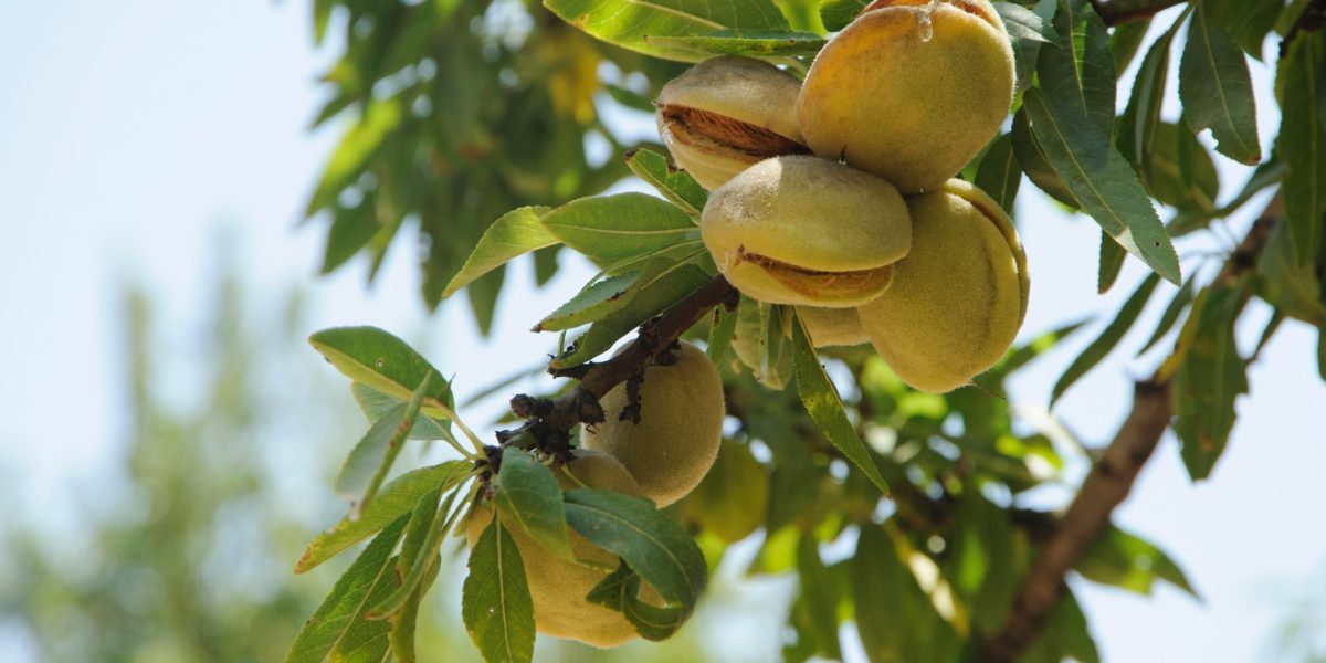 7 alimente vitale pentru o viață sănătoasă: Mănâncă-le chiar de azi