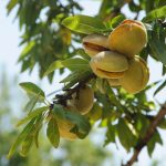 7 alimente vitale pentru o viață sănătoasă: Mănâncă-le chiar de azi