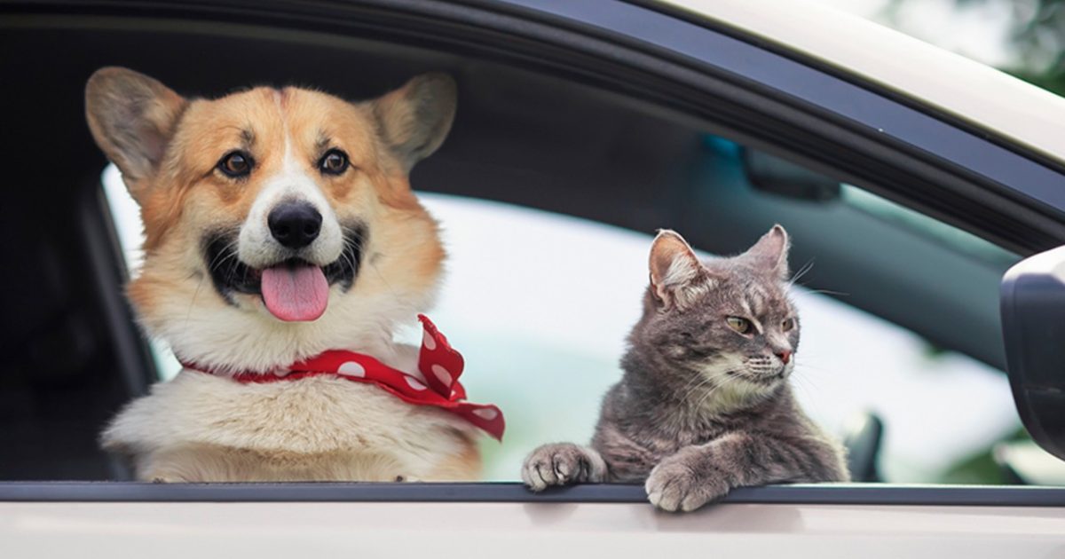 Amendă USTURĂTOARE: Câinii și pisicile, interzise pe scaunul din față!