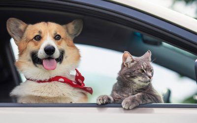 Amendă USTURĂTOARE: Câinii și pisicile, interzise pe scaunul din față!