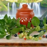 ashwagandha.jpg - NewsFactor