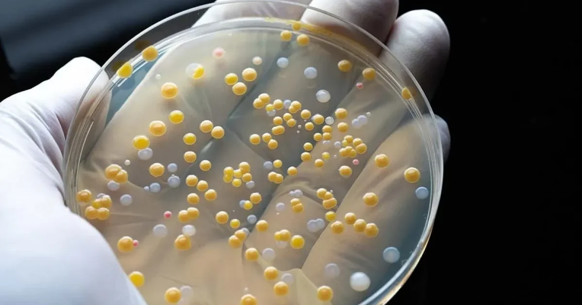 Dragostea și… Bacteriile: Cum împart cuplurile microbii!