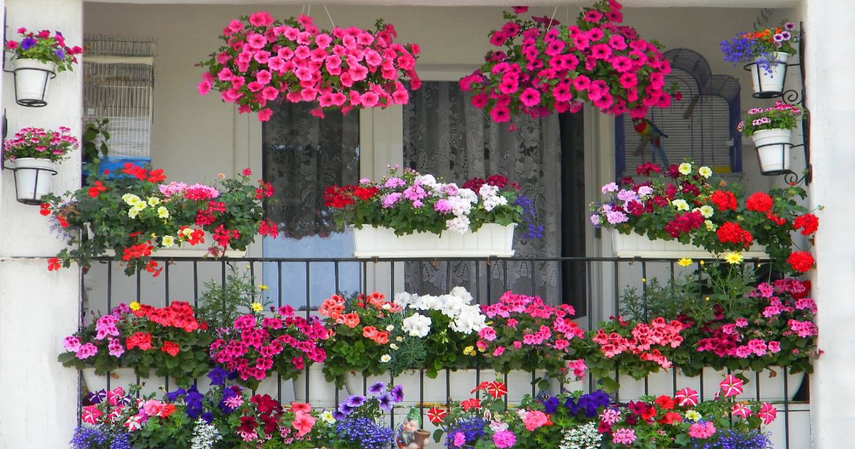 Flori pe balcon: 7 pași simpli să-ți transformi spațiul, fără efort