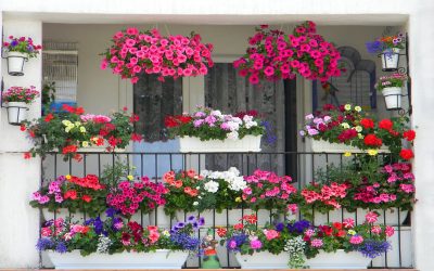 Flori pe balcon: 7 pași simpli să-ți transformi spațiul, fără efort
