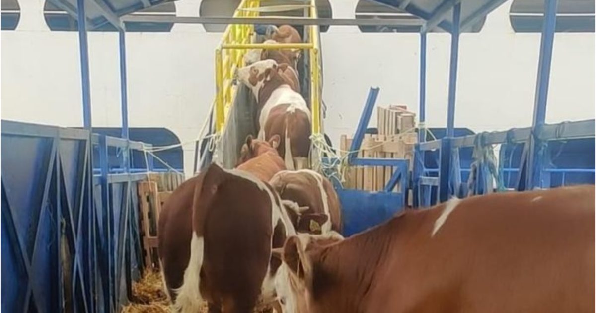 Livrarile, puse pe creștere înaintea sărbătorii Kurban Bayram