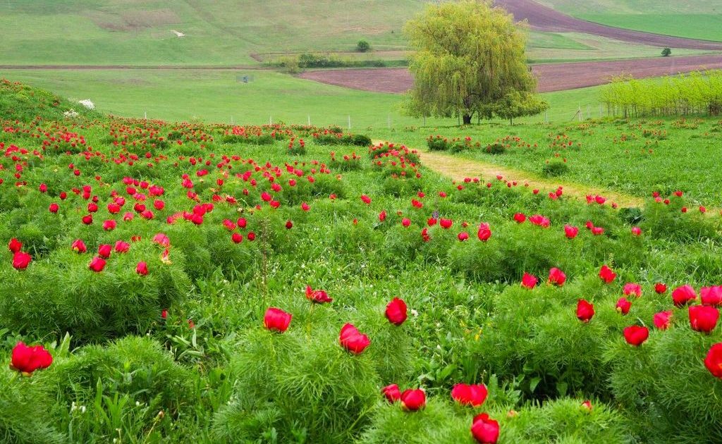 Bujorii de la Zau de Câmpie, vedete: Festival și-nflorire de-o săptămână!
