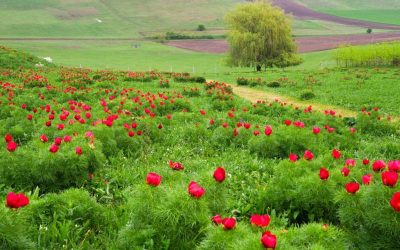 Bujorii de la Zau de Câmpie, vedete: Festival și-nflorire de-o săptămână!