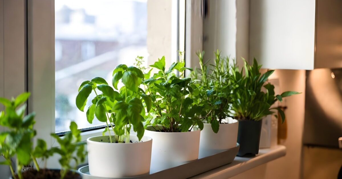 Plantele magice: Alungă energiile negative și aduc noroc în casa ta!