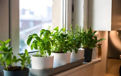 Plantele magice: Alungă energiile negative și aduc noroc în casa ta!