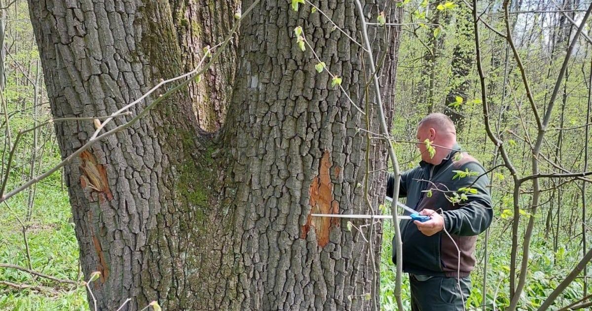 Buzoianu: Arbori seculari din Iași, salvați de la tăiere. Biodiversitatea, prioritate