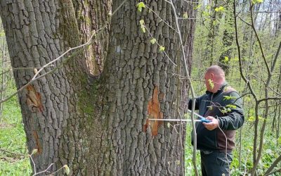 Buzoianu: Arbori seculari din Iași, salvați de la tăiere. Biodiversitatea, prioritate