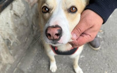 București: Sterilizare GRATUITĂ pentru câinii fără pedigree. Unde și cum te înscrii?
