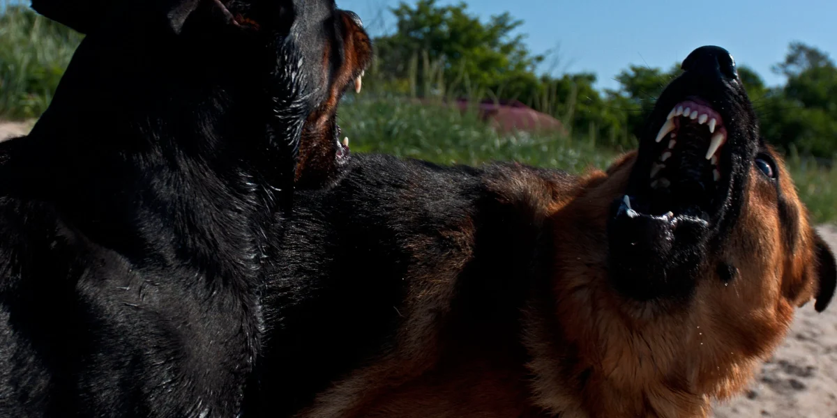 caini-periculosi-scaled-e1710182122677.jpg - NewsFactor