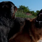 caini-periculosi-scaled-e1710182122677.jpg - NewsFactor