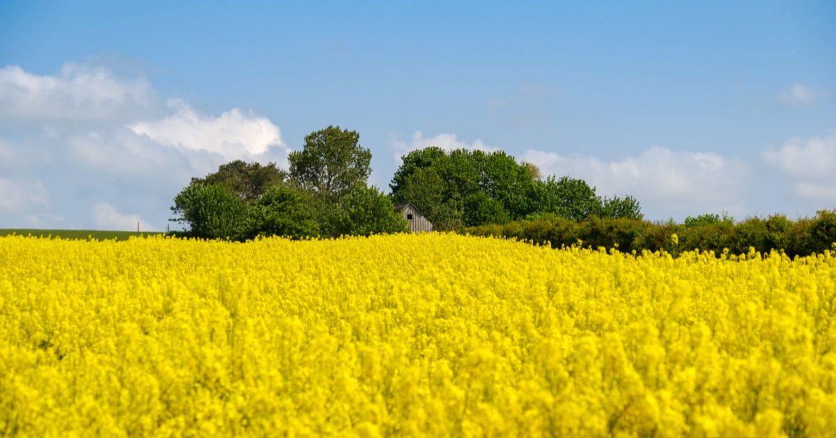 România, record istoric: Cel mai mare furnizor de rapiță al Germaniei!