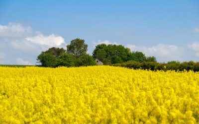România, record istoric: Cel mai mare furnizor de rapiță al Germaniei!