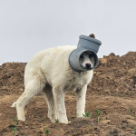 Câine disperat în Ilfov: Are capul blocat într-o țeavă de zile întregi! Protecția Animalelor, apel urgent