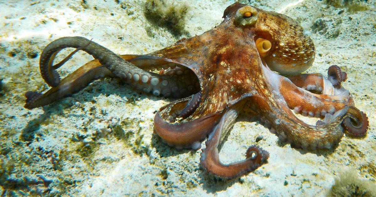 Brațul robotic care revoluționează fertilizarea, un pas uriaș