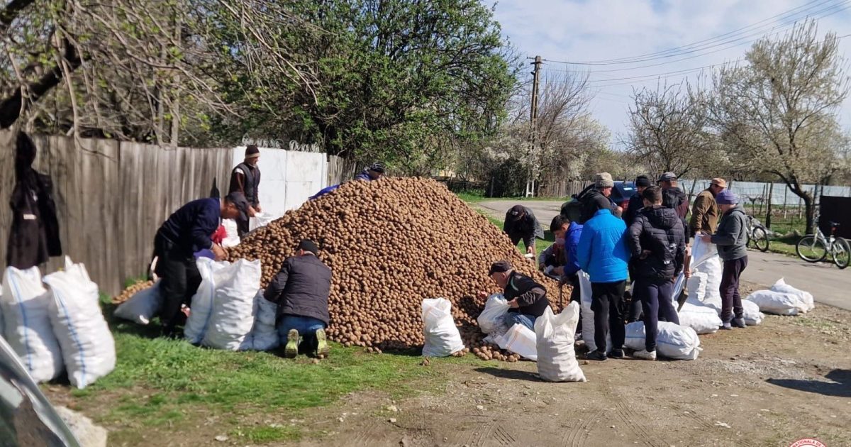 Cartofi pentru familiile vulnerabile din Vrancea: 250 de tone, înainte de sărbători