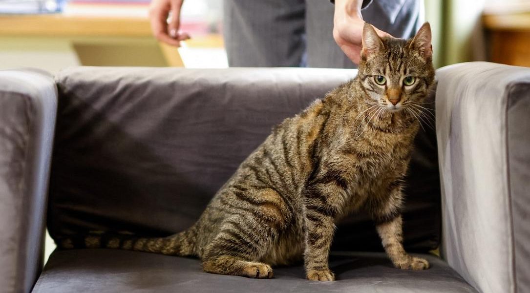 cat_adoption_leia_-_photo_ministerul_mediului_-_romania_on_fb.jpg - NewsFactor