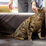 cat_adoption_leia_-_photo_ministerul_mediului_-_romania_on_fb.jpg - NewsFactor